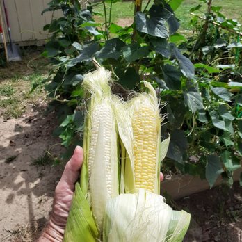 Reese's Farm Fresh - Fresh sweet corn - Fruits & Veggies Near Me - Scottsburg, Virginia Reese's Farm Fresh - Fresh sweet corn - Fruits & Veggies Near Me - Scottsburg, Virginia