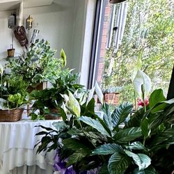 Gifts, collectibles, Interior design, home decor, plants