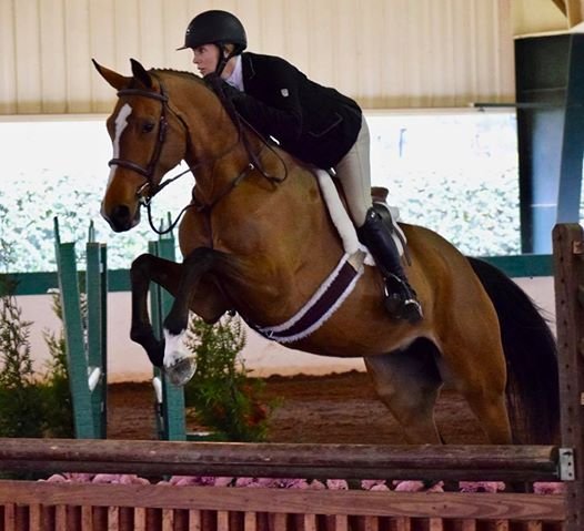 Paramount Show Stables - equestrian in Brentwood, NC