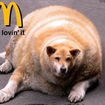 McDonald's - a fat dog laying on the ground - Fast Food Near Me - Brewton, Alabama McDonald's - a fat dog laying on the ground - Fast Food Near Me - Brewton, Alabama