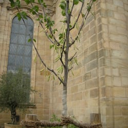 Bibelgarten