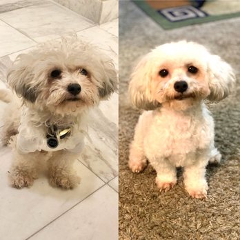 The Bark & Collar - Before and after dog grooming at Bark and Collar - Pet Groomers Near Me - Poway, California