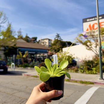 Ace Garden Center - Butterwort Ping - Lawn Services Near Me - Oakland, California Ace Garden Center - Butterwort Ping - Lawn Services Near Me - Oakland, California