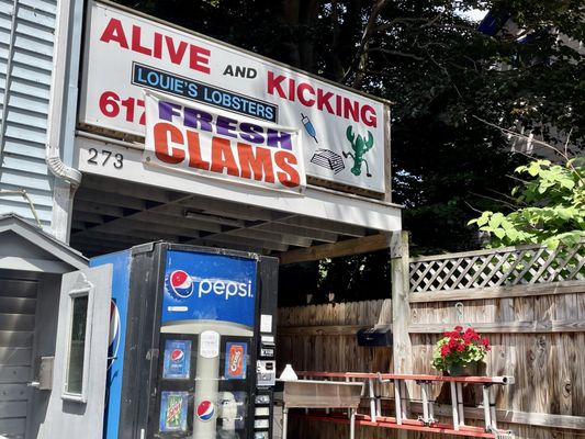 Alive & Kicking Lobsters by null
