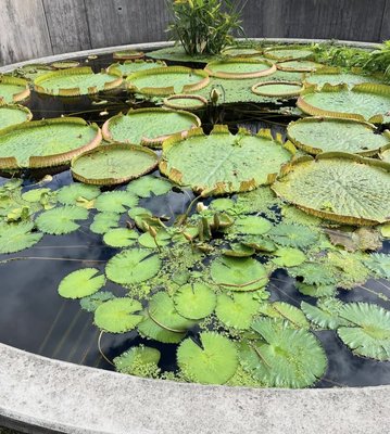 Botanical Garden by null