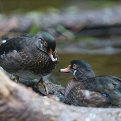 Oregon Zoo