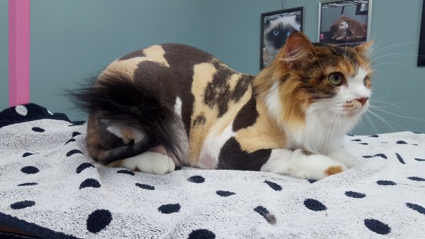 The Cat's Meow by null