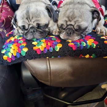 Pug Nation Rescue - Time to rest and get ready for dinner. - Animal Shelters Near Me - Gardena, California