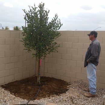 Whitfill Nursery - Nurseries & Gardening Near Me - Gilbert, Arizona Whitfill Nursery - Nurseries & Gardening Near Me - Gilbert, Arizona