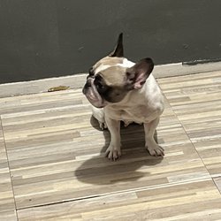 Heart of Harlem Veterinary Clinic - Maryjane
