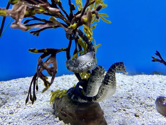 ABQ BioPark Aquarium by null