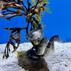 ABQ BioPark Aquarium