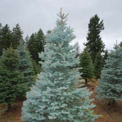 Dietz Christmas Tree Farm