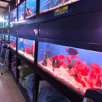 405 Tropical Fish - Local Fish Stores Near Me - Westminster, California 405 Tropical Fish - Local Fish Stores Near Me - Westminster, California