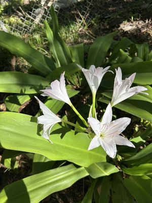 UCLA Mathias Botanical Garden by null