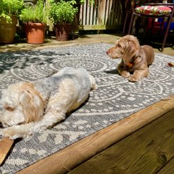 The Barkershop - Denny and Billy Ray enjoying time in the sun with their new summer cuts, courtesy of Justin Stowe at The Barkershop