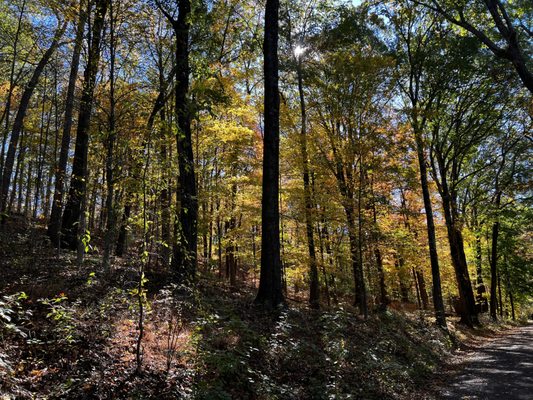 Rockefeller State Park Preserve by null