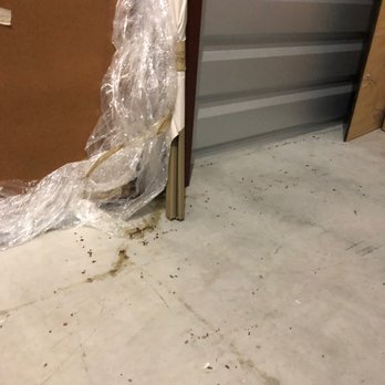 Self Storage Plus - Terrible rodent infestation - Self Storage Near Me - Silver Spring, Maryland
