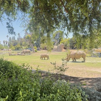 Fresno Chaffee Zoo - Rhinosss - Zoos Near Me - Fresno, California Fresno Chaffee Zoo - Rhinosss - Zoos Near Me - Fresno, California
