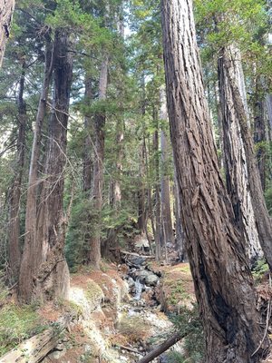 Julia Pfeiffer Burns State Park by null
