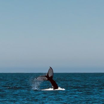 Discovery Whale Watch - Whale Watching Tours Near Me - Monterey, California Discovery Whale Watch - Whale Watching Tours Near Me - Monterey, California