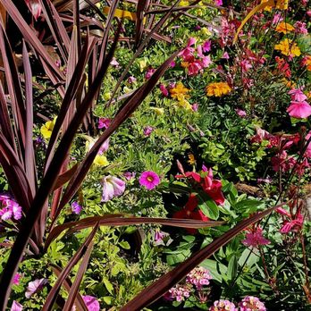 Pat's Nursery - Nurseries & Gardening Near Me - Fleming Island, Florida Pat's Nursery - Nurseries & Gardening Near Me - Fleming Island, Florida