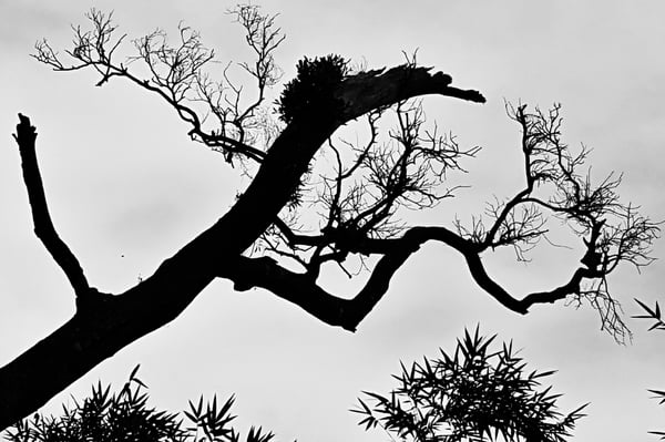 Yangmingshan National Park by null