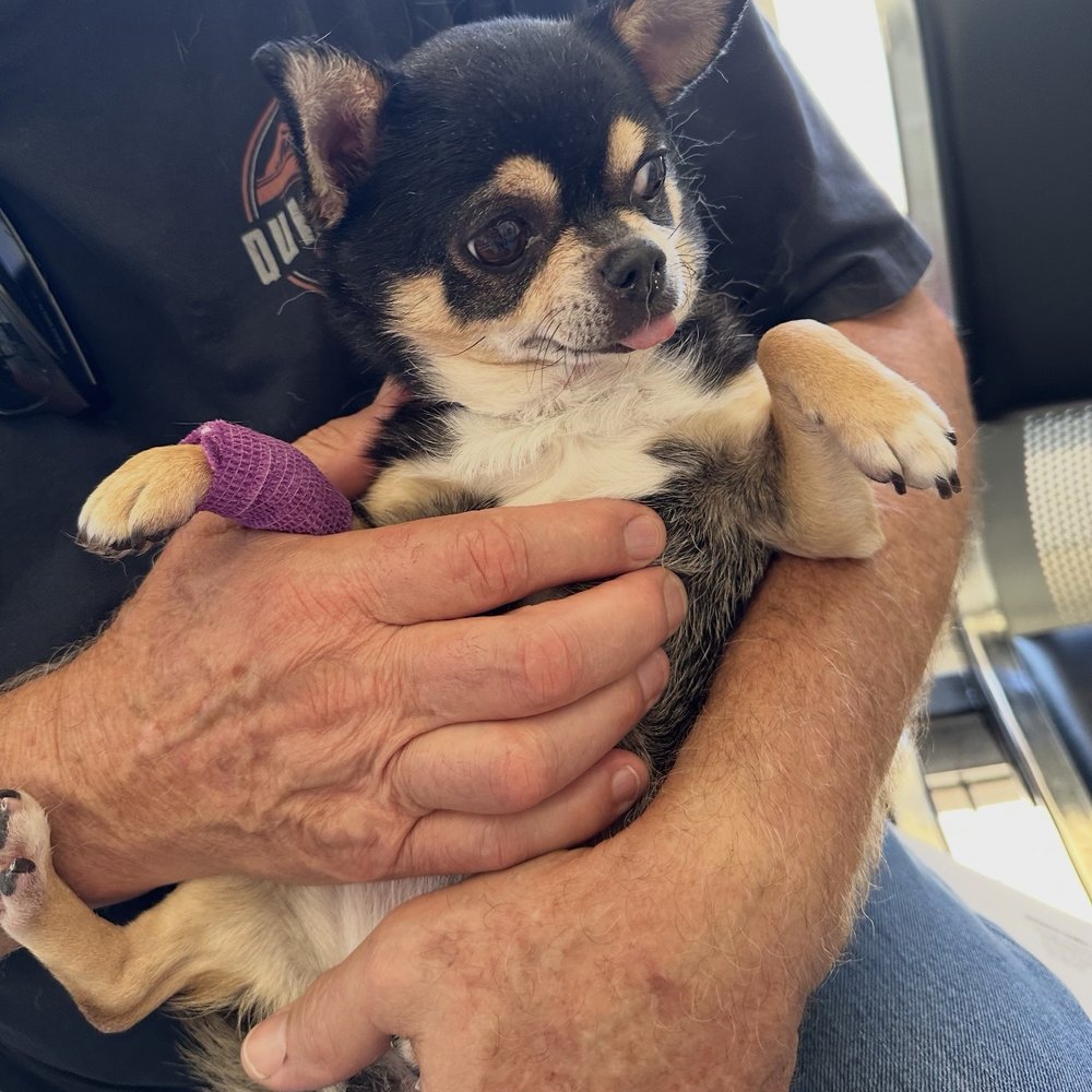 Riverside Animal Hospital - Ziva after getting her teeth cleaned - Veterinarians Near Me - Riverside, California