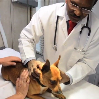 Faith Veterinary Clinic Services - Veterinarians Near Me - Somerset, New Jersey Faith Veterinary Clinic Services - Veterinarians Near Me - Somerset, New Jersey