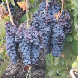 Fischetti