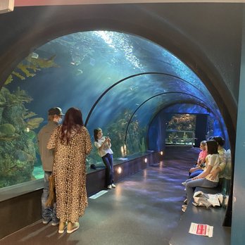 Aquarium Pyramid - Great views, just wish it was longer! - Aquariums Near Me - Galveston, Texas Aquarium Pyramid - Great views, just wish it was longer! - Aquariums Near Me - Galveston, Texas