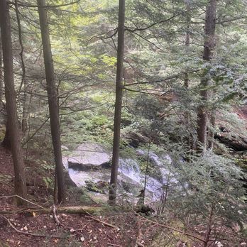 Bingham Falls - A wooded area with tall trees, dense foliage, and a waterfall visible through the trees, typical of a natural outdoor setting. - Hiking Near Me - Stowe, Vermont