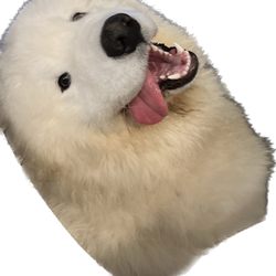 Your Dog Butler