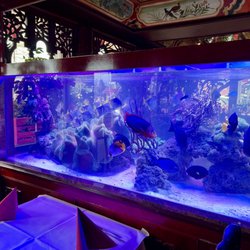 China Restaurant Tang - Restaurant mit Aquarium