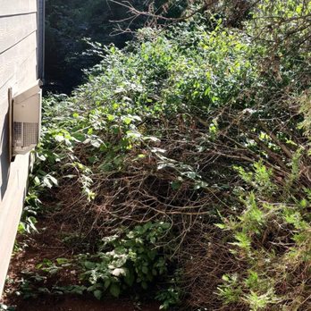 NF Junk Removal & Landscape - BEFORE: Extremely overgrown trees/bushes, completely blocking access to backyard, blocking natural lighting for downstairs bedroom. - Landscaping Near Me - Seattle, Washington NF Junk Removal & Landscape - BEFORE: Extremely overgrown trees/bushes, completely blocking access to backyard, blocking natural lighting for downstairs bedroom. - Landscaping Near Me - Seattle, Washington