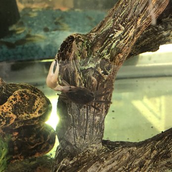 RMS Aquaculture - Crab - Local Fish Stores Near Me - Cleveland, Ohio