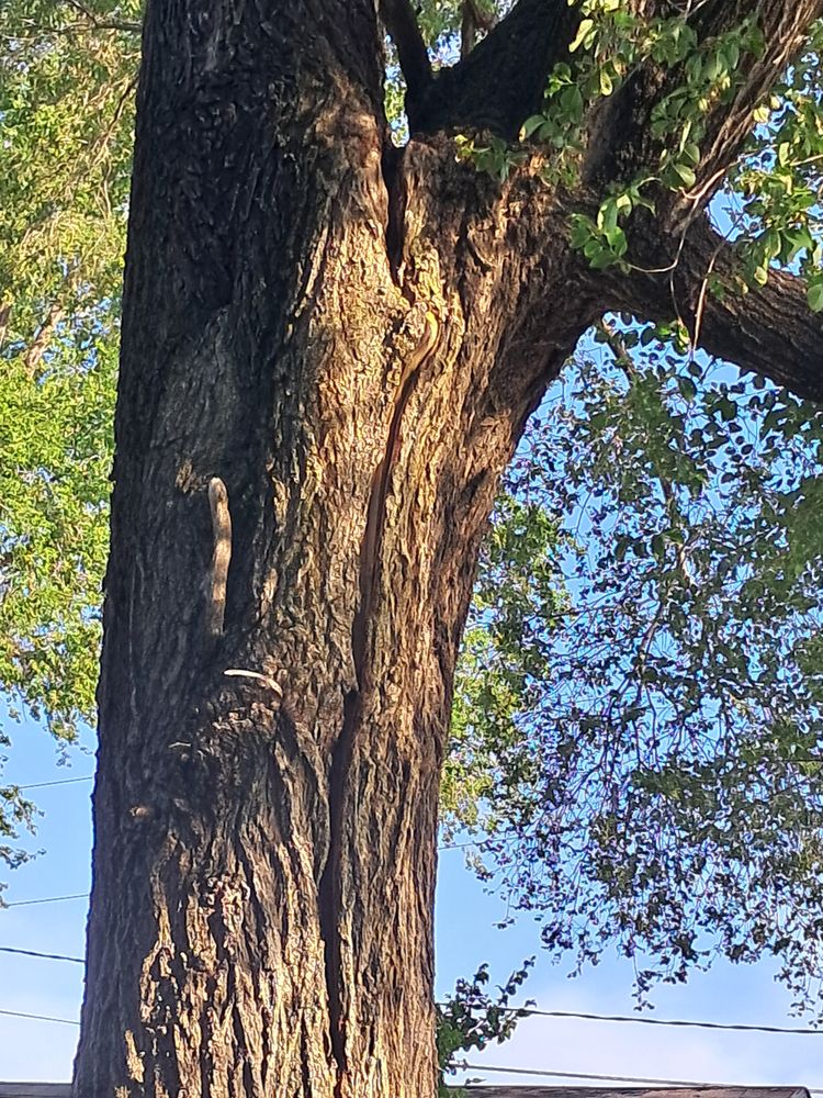 Orlando Mondragon Tree Service - tree service in Kansas City, MO