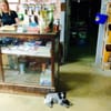 Wimberley Feed & Pet Supply gift card
