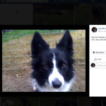 murray valley pet resort