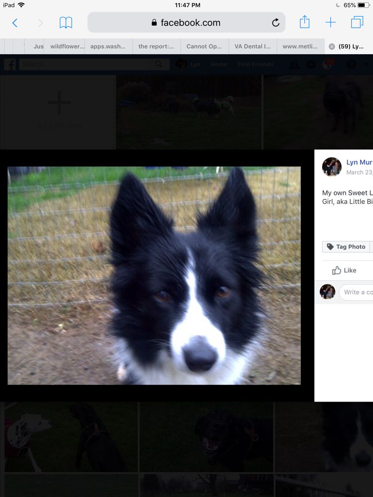 MURRAY’S RIVERDOG RANCH DAYCAMP & BOARDING Updated September 2024