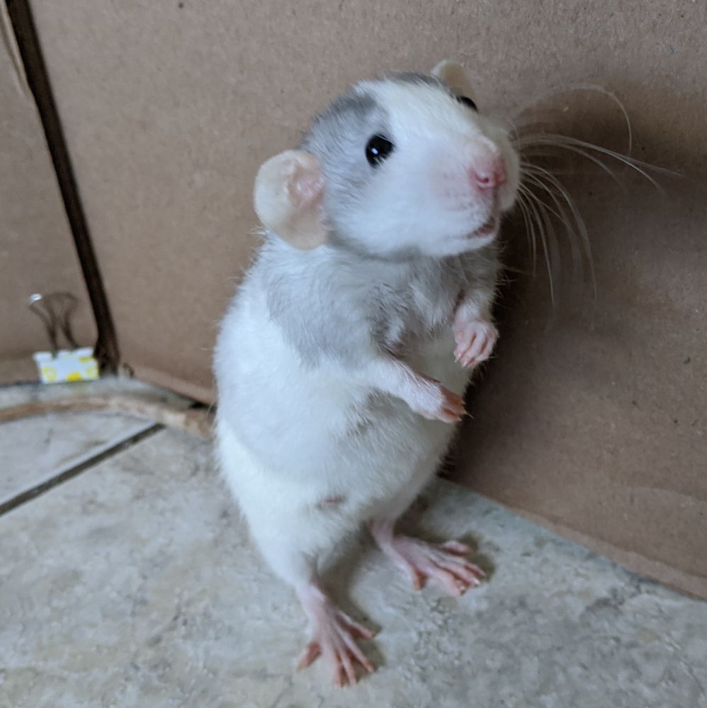 OC DUMBO RATS CLOSED Updated August 2024 77 Photos & 40 Reviews