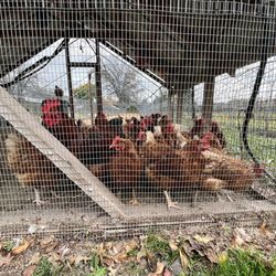 Maple Acre Farms - A slew of hens... and one crowing rooster.