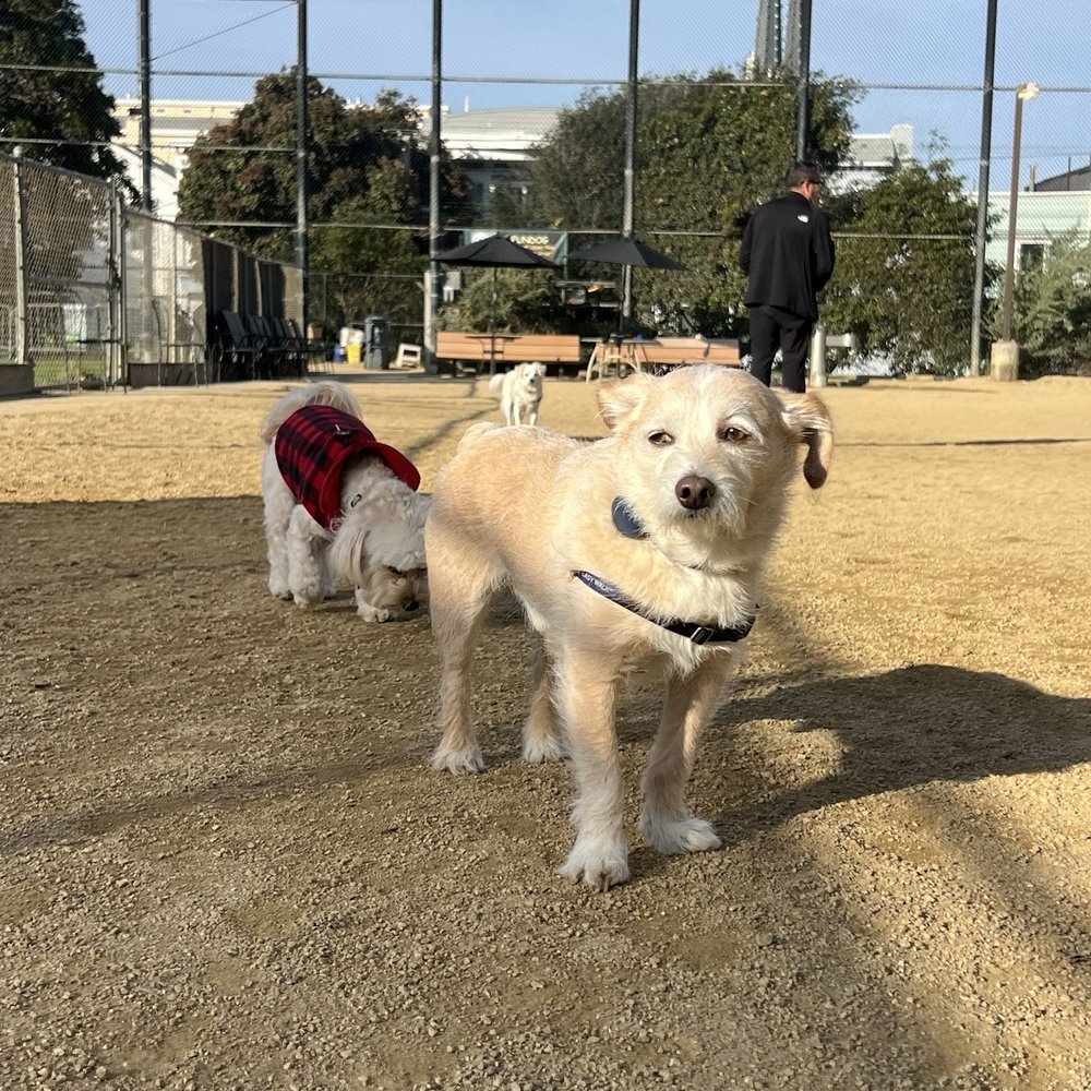 Running With The Pack - Photo updates from Tony - Dog Walkers Near Me - San Francisco, California Running With The Pack - Photo updates from Tony - Dog Walkers Near Me - San Francisco, California
