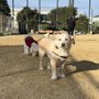 Photo of Running With The Pack