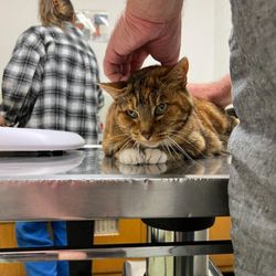 Town & Country Veterinary Clinic - Fifteen years old and a regular customer since she was a kitten.