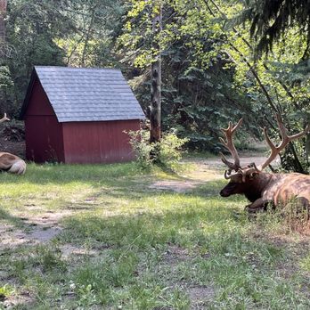 Ponderosa Lodge - Elk on property! - Hotels Near Me - Estes Park, Colorado