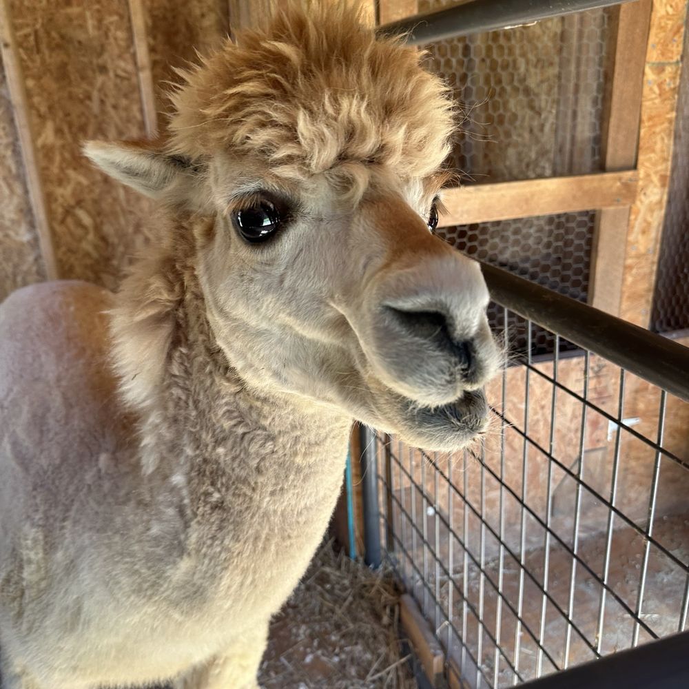 Ritter's Cider Mill - Alpaca - Fruits & Veggies Near Me - Mt Cobb, Pennsylvania Ritter's Cider Mill - Alpaca - Fruits & Veggies Near Me - Mt Cobb, Pennsylvania