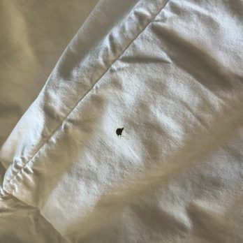 Quality Inn & Suites - Stains on sheets - Hotels Near Me - Mount Vernon, Missouri Quality Inn & Suites - Stains on sheets - Hotels Near Me - Mount Vernon, Missouri