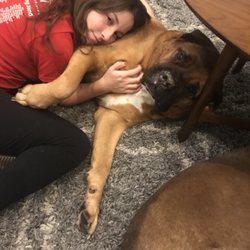 The Dog Sitter