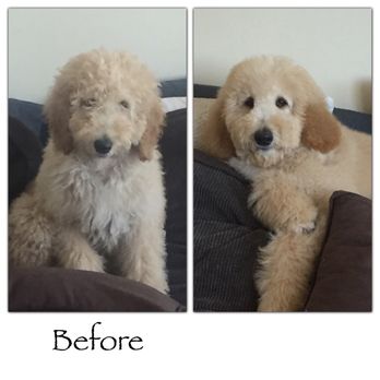 T-DOGS Grooming - Pet Groomers Near Me - La Mesa, California T-DOGS Grooming - Pet Groomers Near Me - La Mesa, California